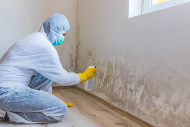 Licensed Mold Remediation service in Tarpon Springs, FL - Cheap Mold Removal